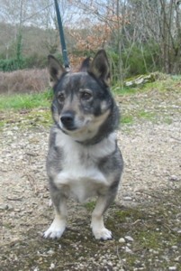 Chien Elevage Des pins ardéchois eleveur de chiens Vallhund suédois