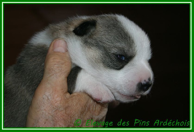 CHIOT 1