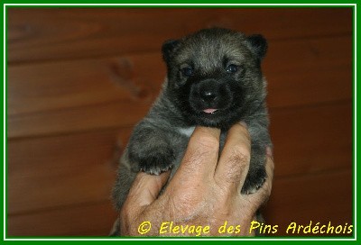 CHIOT