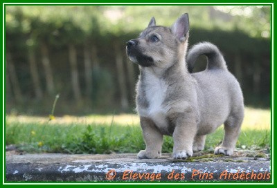 CHIOT