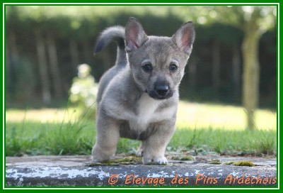 CHIOT