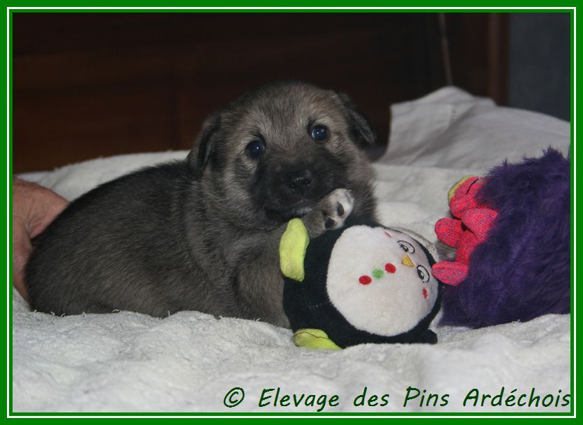 Des pins ardéchois - Chiots disponibles - Spitz des Visigoths