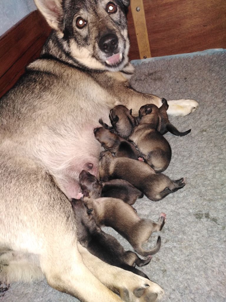 Chiot Spitz des Visigoths Des pins ardéchois