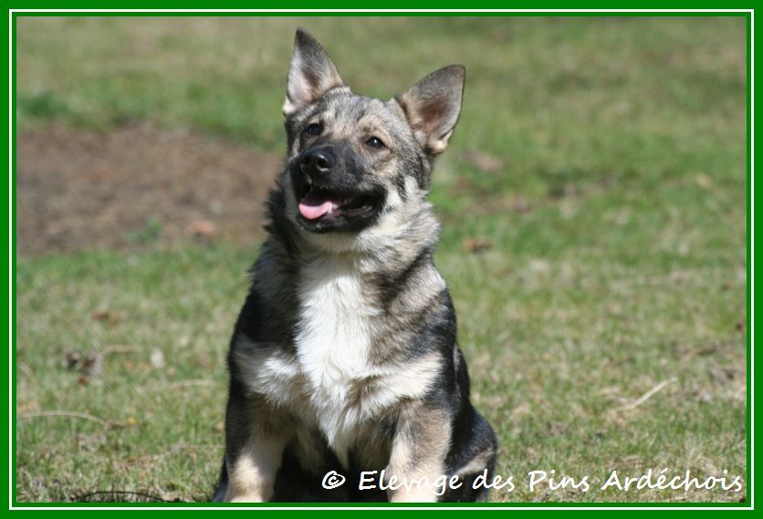 Chiot Spitz des Visigoths Des pins ardéchois